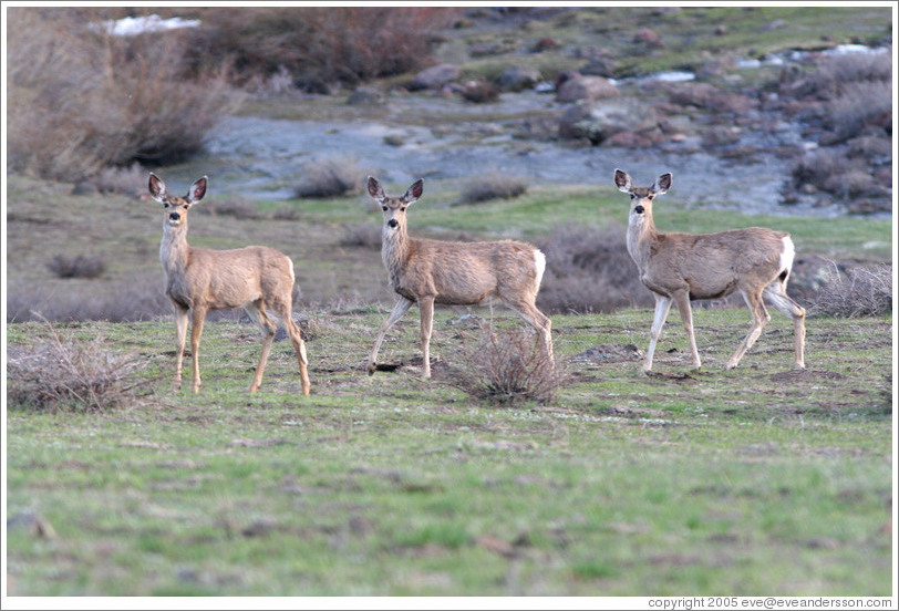 Three deer.