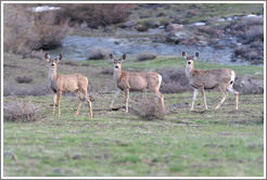 Three deer.