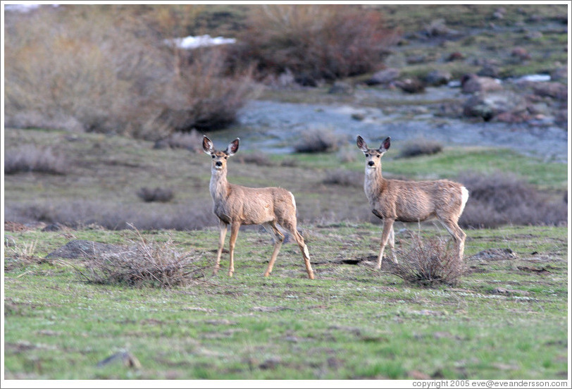 Two deer.