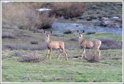 Two deer.