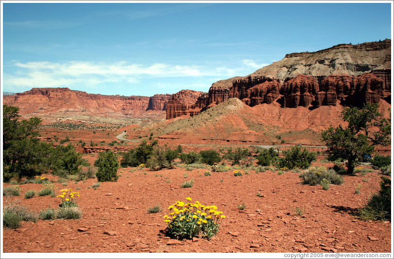 Butte with yellow flowers.