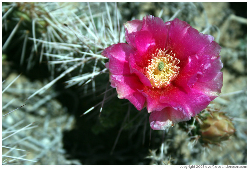 Magenta flowering cactus.