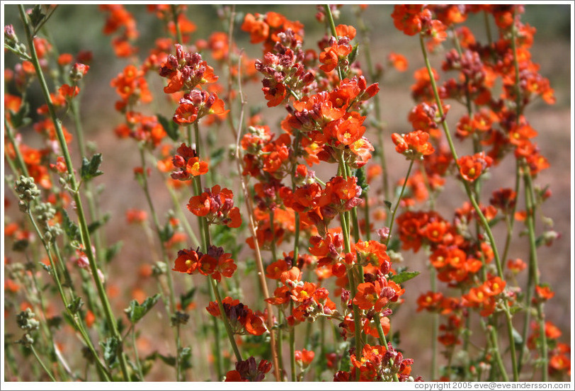 Orange flowers.