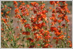 Orange flowers.