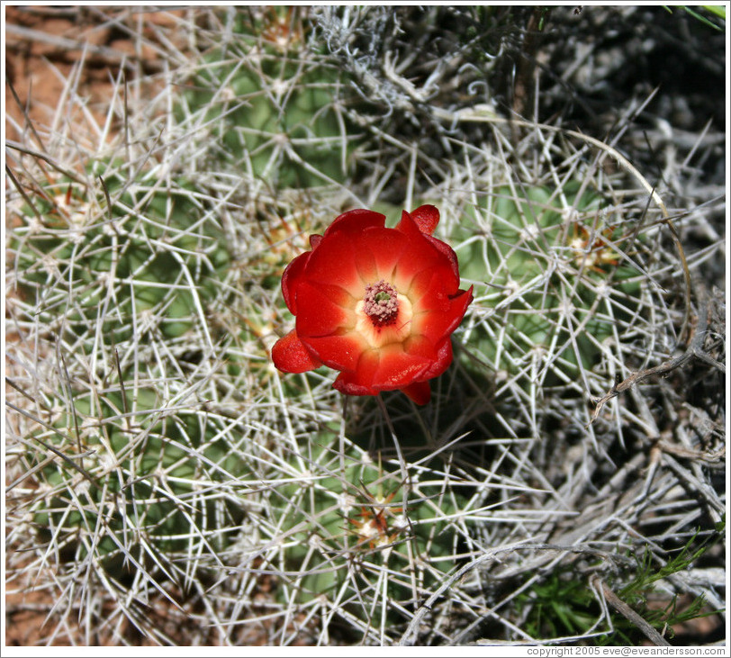 Red flowering cactus.