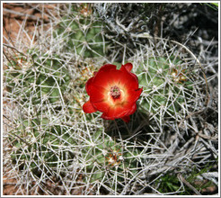 Red flowering cactus.