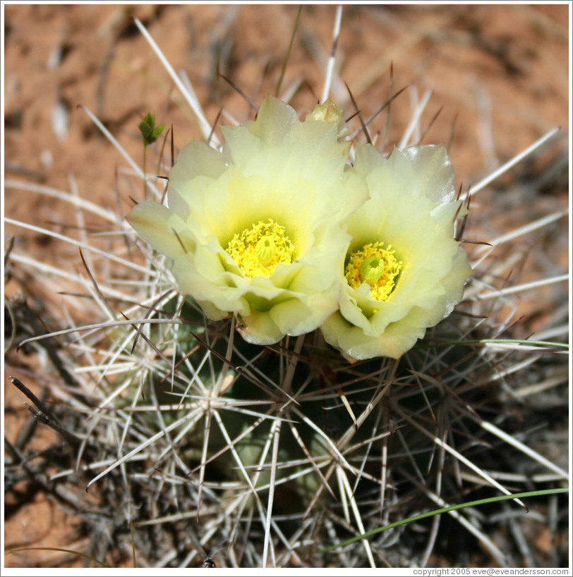 Yellow flowering cactus.