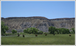 Cows and black hill near Capitol Reef.