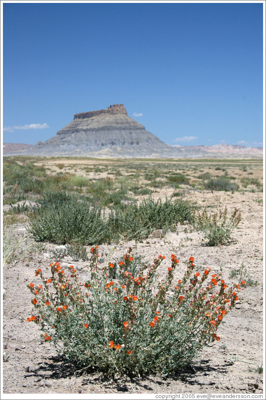 Factory Butte with orange flowers.