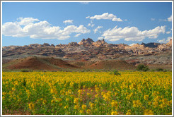 Landscape with yellow flowers near Goblin Valley.