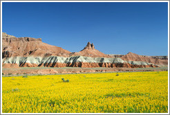 Landscape with yellow flowers near Goblin Valley.