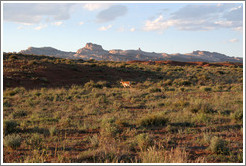 Landscape with deer near Little Wild Horse Canyon.