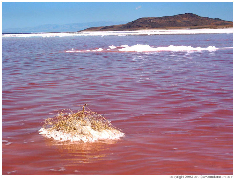 Floating tumbleweed at Spiral Jetty.