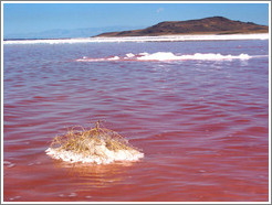 Floating tumbleweed at Spiral Jetty.