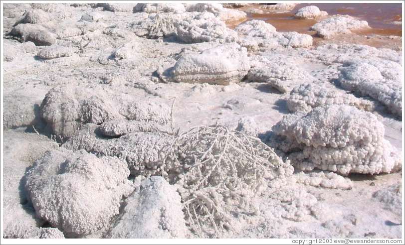 Crystalized salt covering rocks and tumbleweed on the Spiral Jetty.