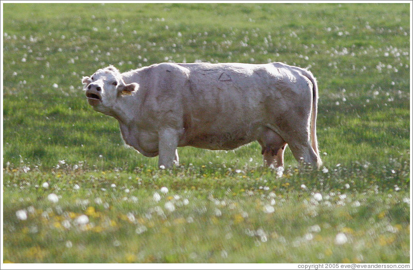 White cow mooing.