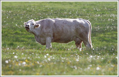 White cow mooing.