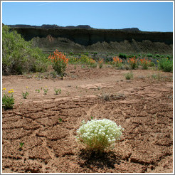 White flowers and black hills near Capitol Reef.