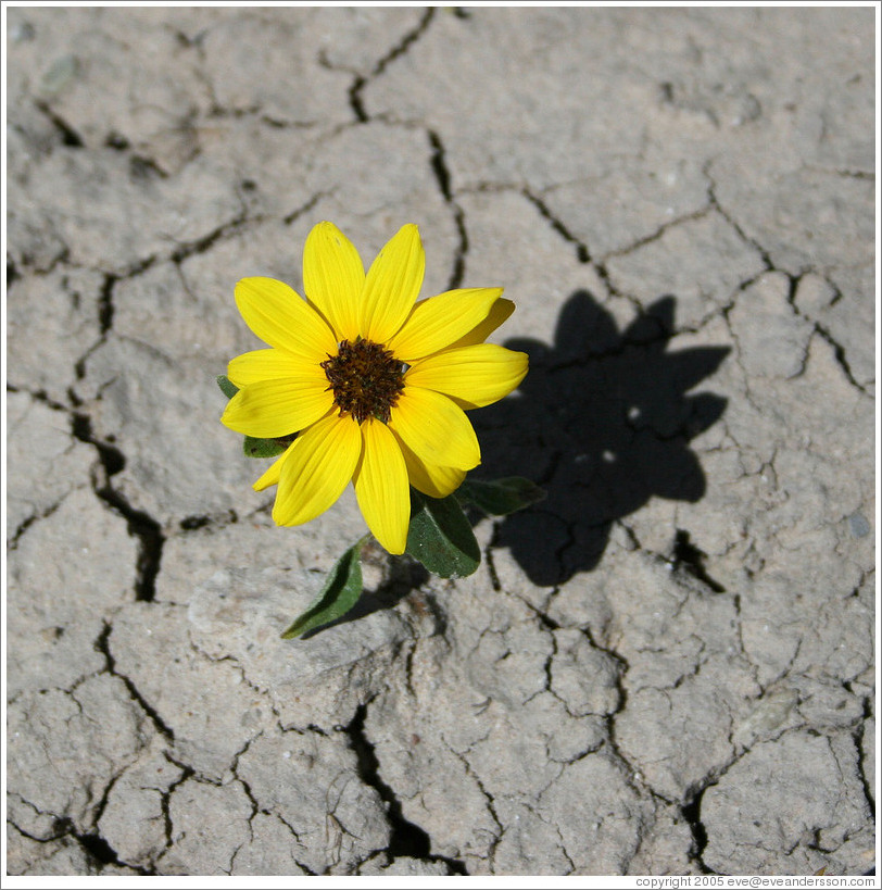 Yellow flower.