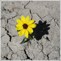 Yellow flower.