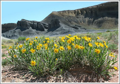 Yellow flowers and black hills.