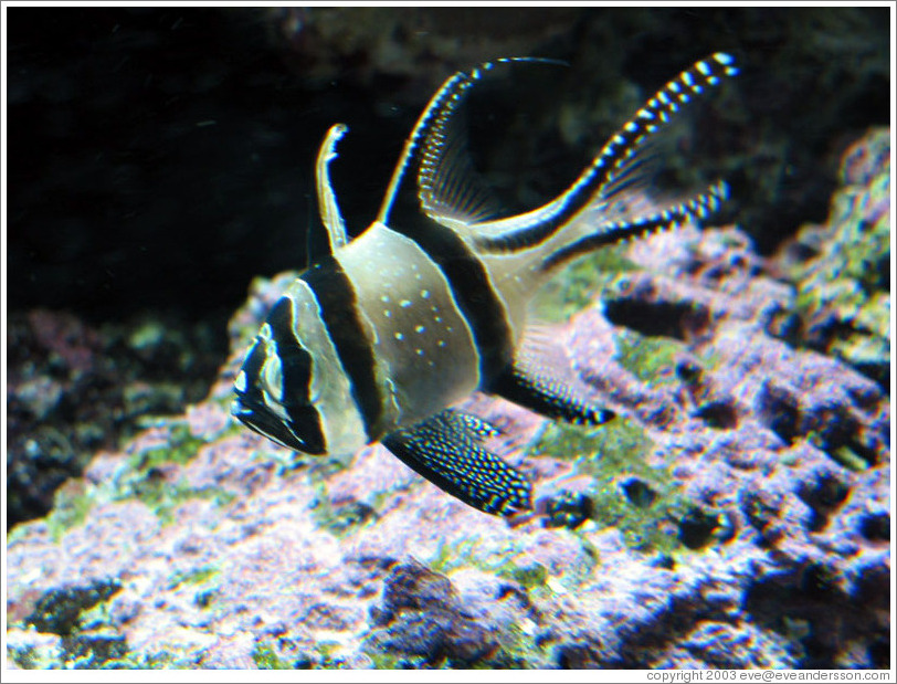 Seattle Aquarium.  Fish.