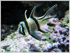 Seattle Aquarium.  Fish.