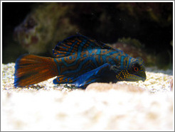 Seattle Aquarium.  This species of fish is called the Mandarin Goby.