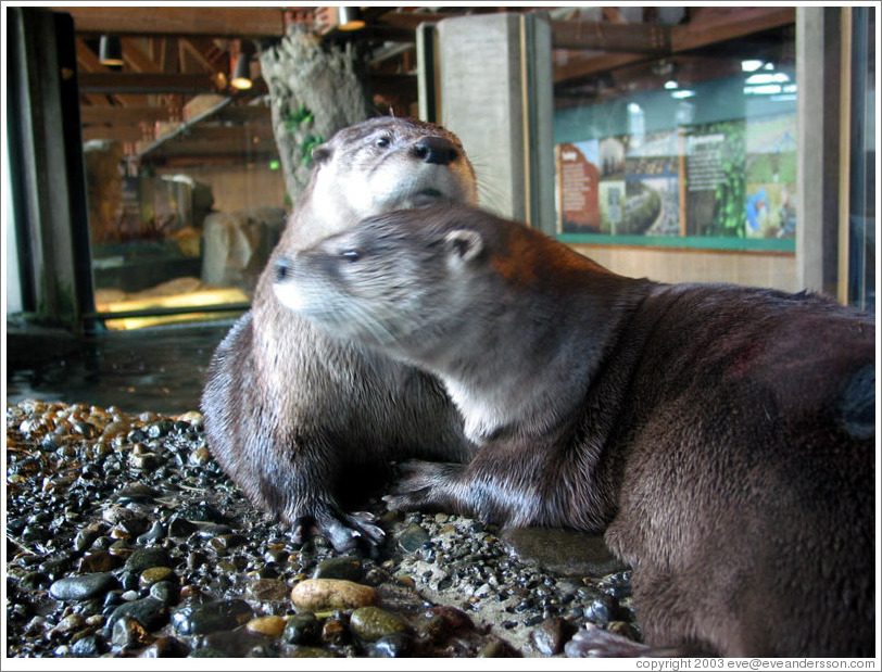 Seattle Aquarium.  Two otters that love to play together.