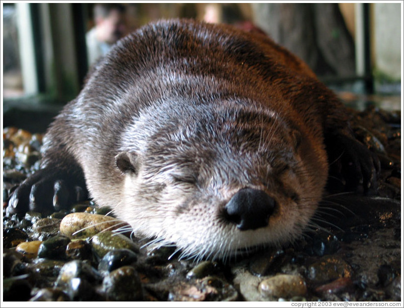 http://www.eveandersson.com/photos/usa/wa/seattle/aquarium-otter-sleeping-large.jpg