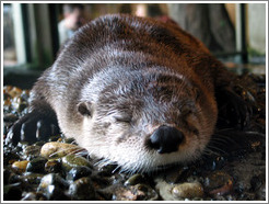 Seattle Aquarium.  Otter, sleeping.