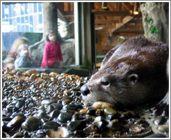 Seattle Aquarium.  Otter.