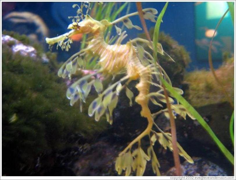 Seattle Aquarium.  Sea Dragon.  This animal, related to the sea horse is delicate, graceful, and blends in with plants.