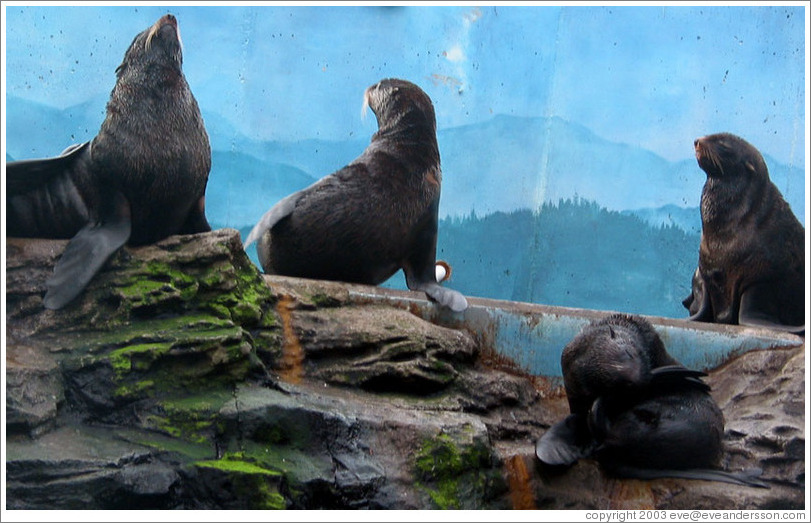 Seattle Aquarium.  Sea lions.