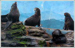 Seattle Aquarium.  Sea lions.