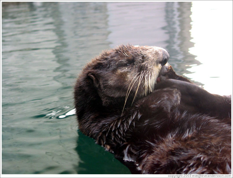 Seattle Aquarium.  Seal.
