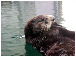 Seattle Aquarium.  Seal.