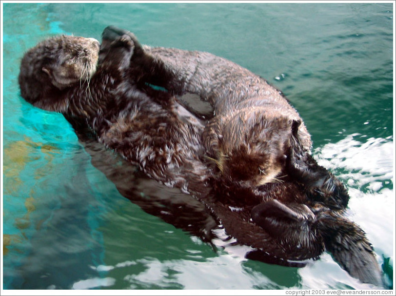 Seattle Aquarium.  Seals, playing.