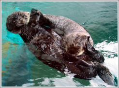Seattle Aquarium.  Seals, playing.