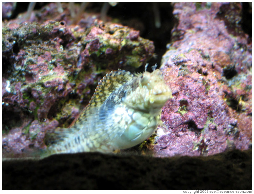 Seattle Aquarium.  Fish.