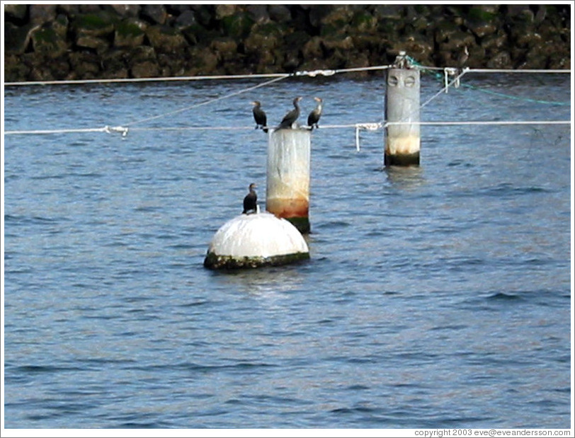 Harbor Cruise in Elliott Bay.  Birds.