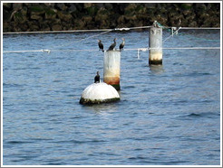 Harbor Cruise in Elliott Bay.  Birds.