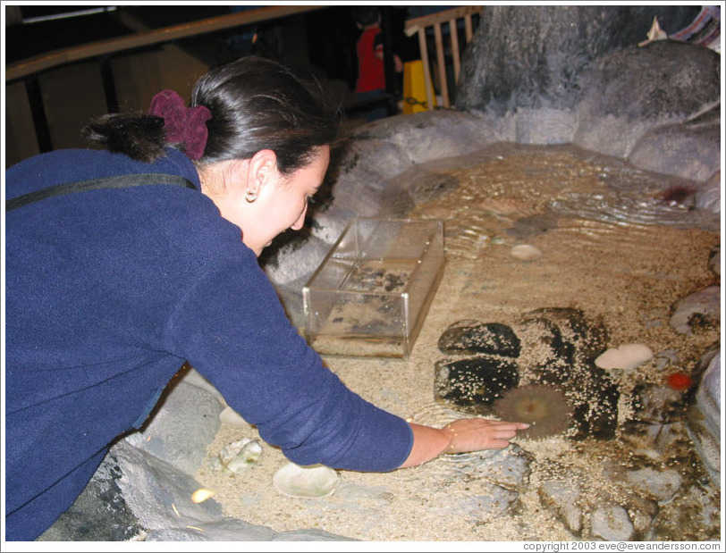 Lissette at the touch aquarium.  Pacific Science Center.