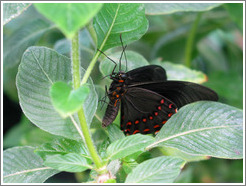 Butterfly at the Seattle Science Center Tropical Butterfly House.