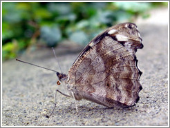 Butterfly at the Seattle Science Center Tropical Butterfly House.