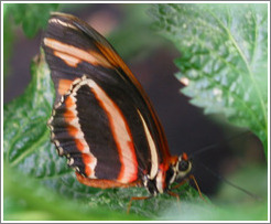 Butterfly at the Seattle Science Center Tropical Butterfly House.