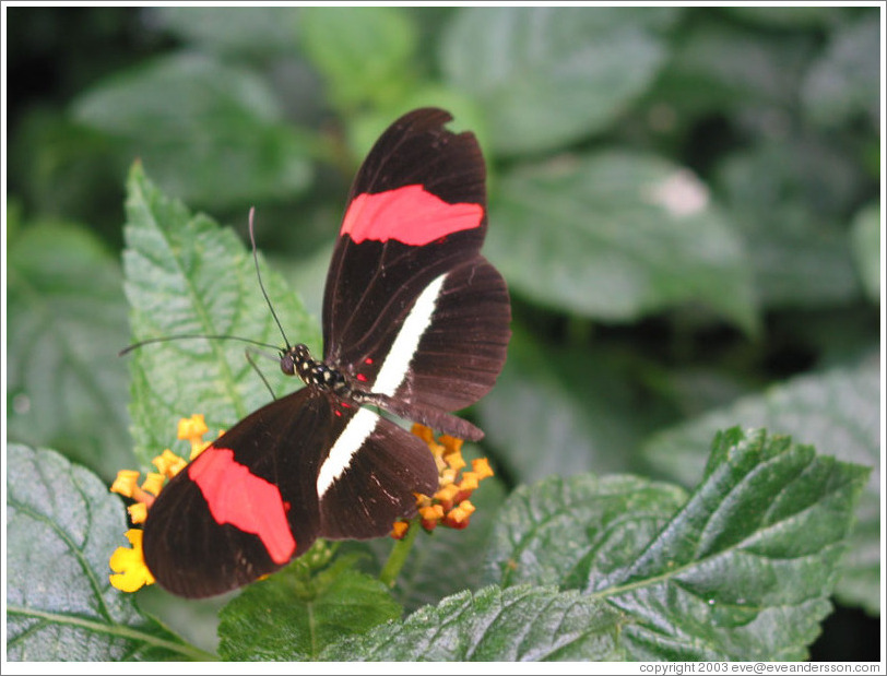 Black, red, and white butterfly.  Pacific Science Center.