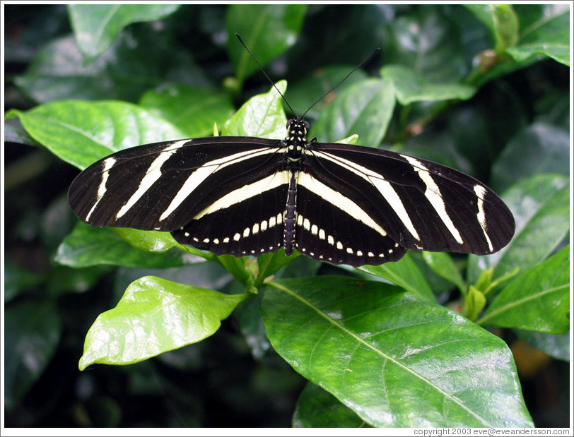 Butterfly at the Seattle Science Center Tropical Butterfly House.