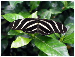 Butterfly at the Seattle Science Center Tropical Butterfly House.