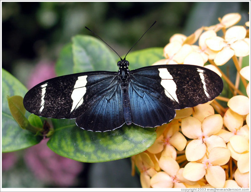 Butterfly at the Seattle Science Center Tropical Butterfly House.